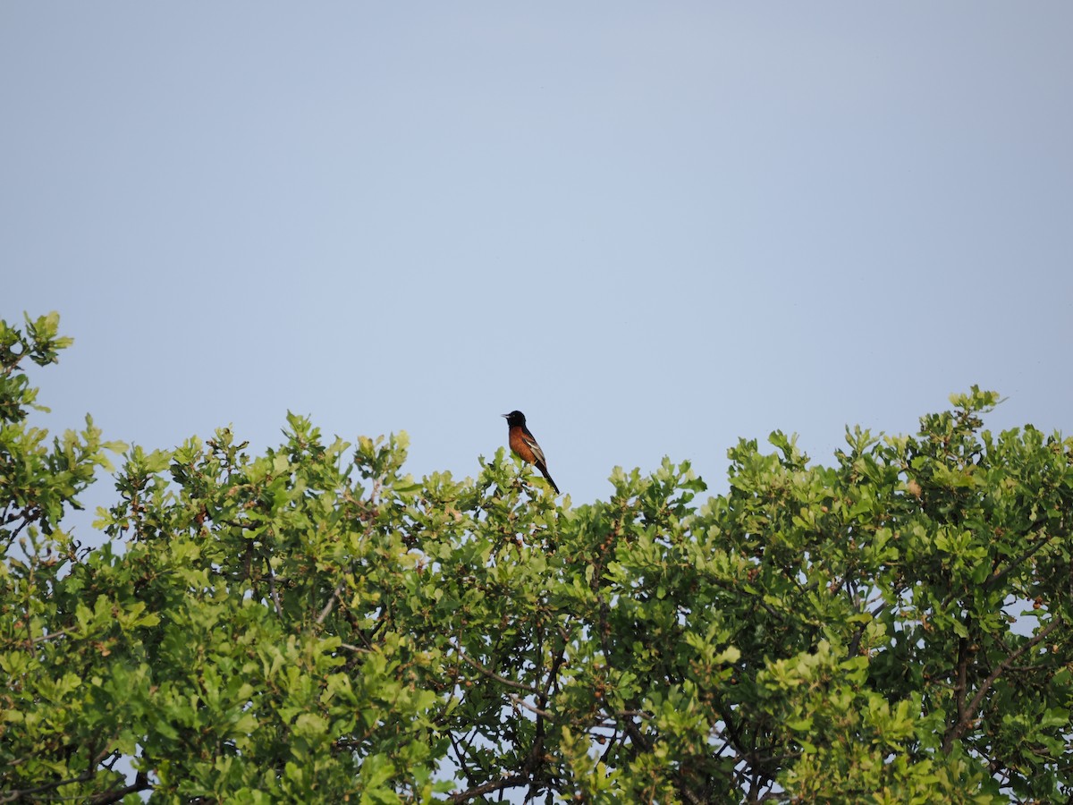 Orchard Oriole - Debra Halter