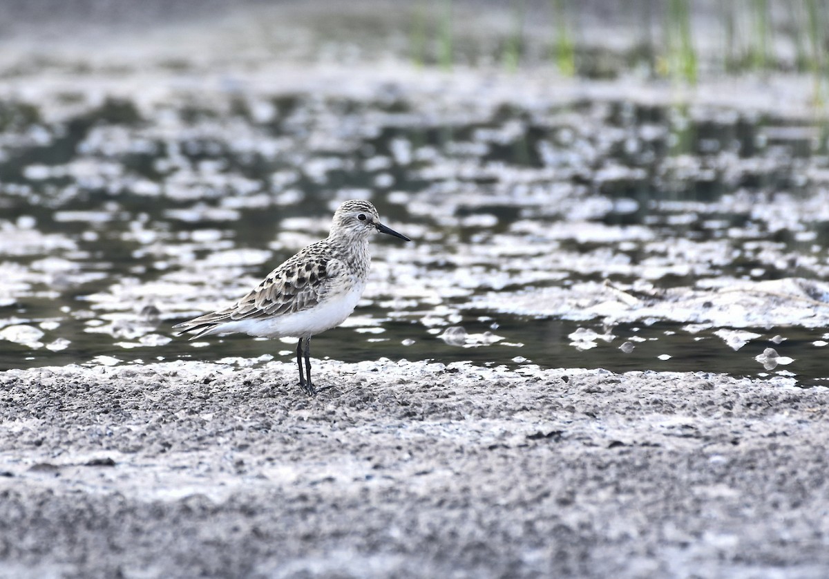 Baird's Sandpiper - Esteban Matías (birding guide) Sierra de los Cuchumatanes Huehuetenango esteban.matias@hotmail.com                             +502 53810540