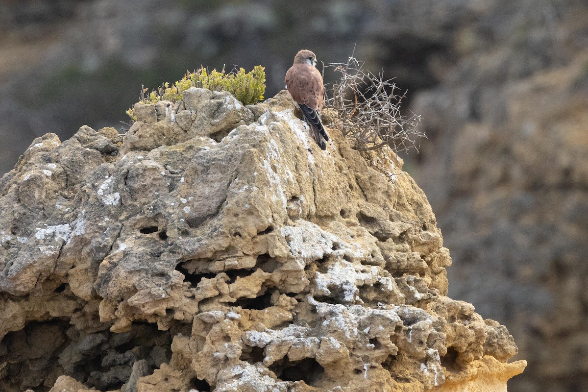 Nankeen Kestrel - Eric VanderWerf