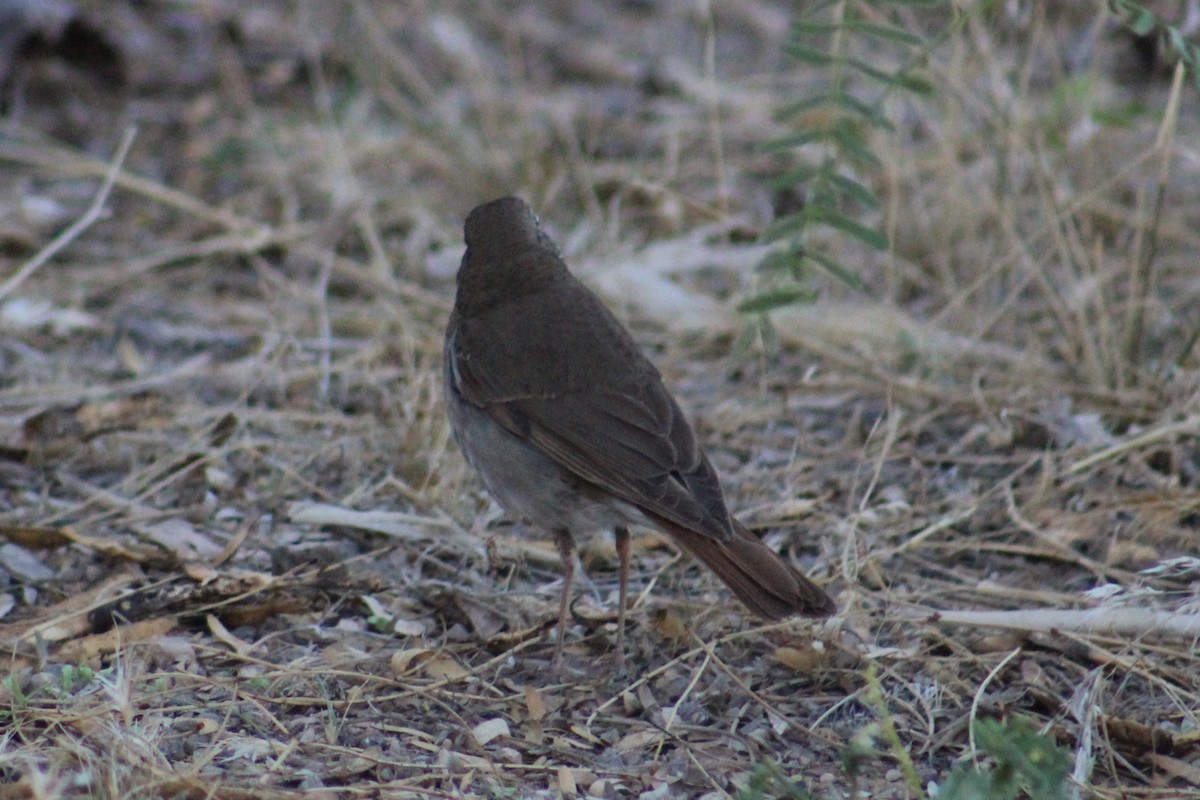 Hermit Thrush - Adair Bock