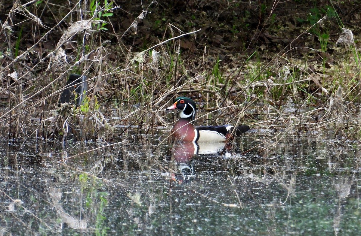 Wood Duck - Jason Kline