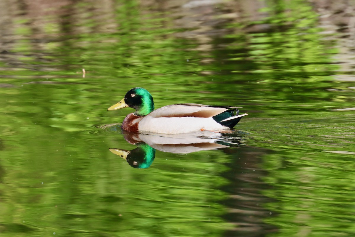 Mallard - Jack Hagan