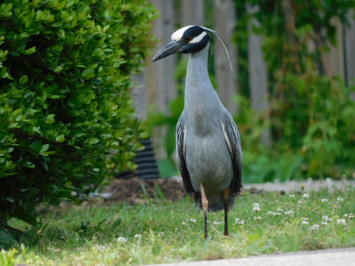 Yellow-crowned Night Heron - Charles Chu