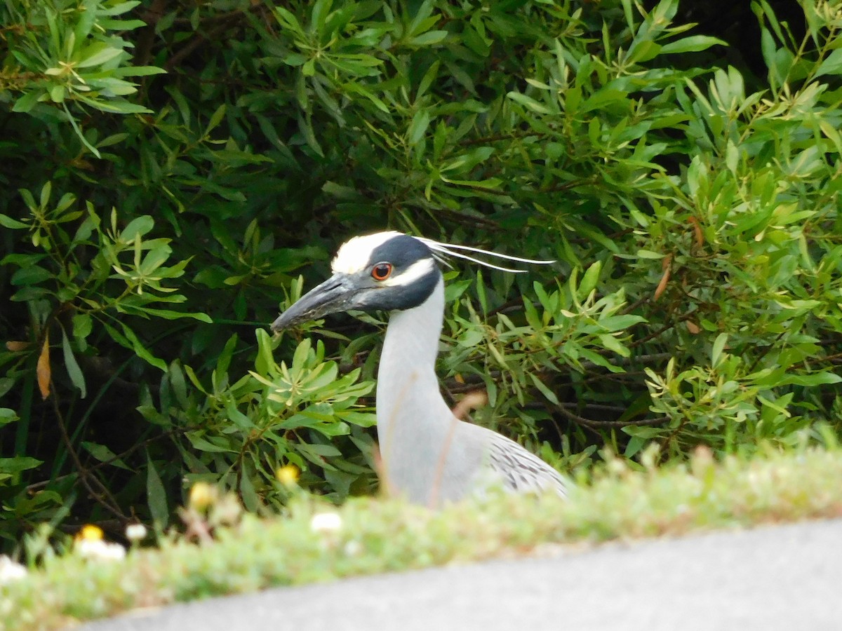 Yellow-crowned Night Heron - Charles Chu