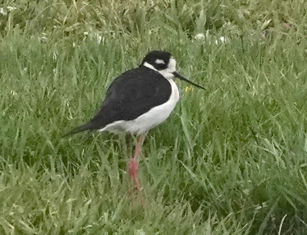 Black-necked Stilt - ML618866369