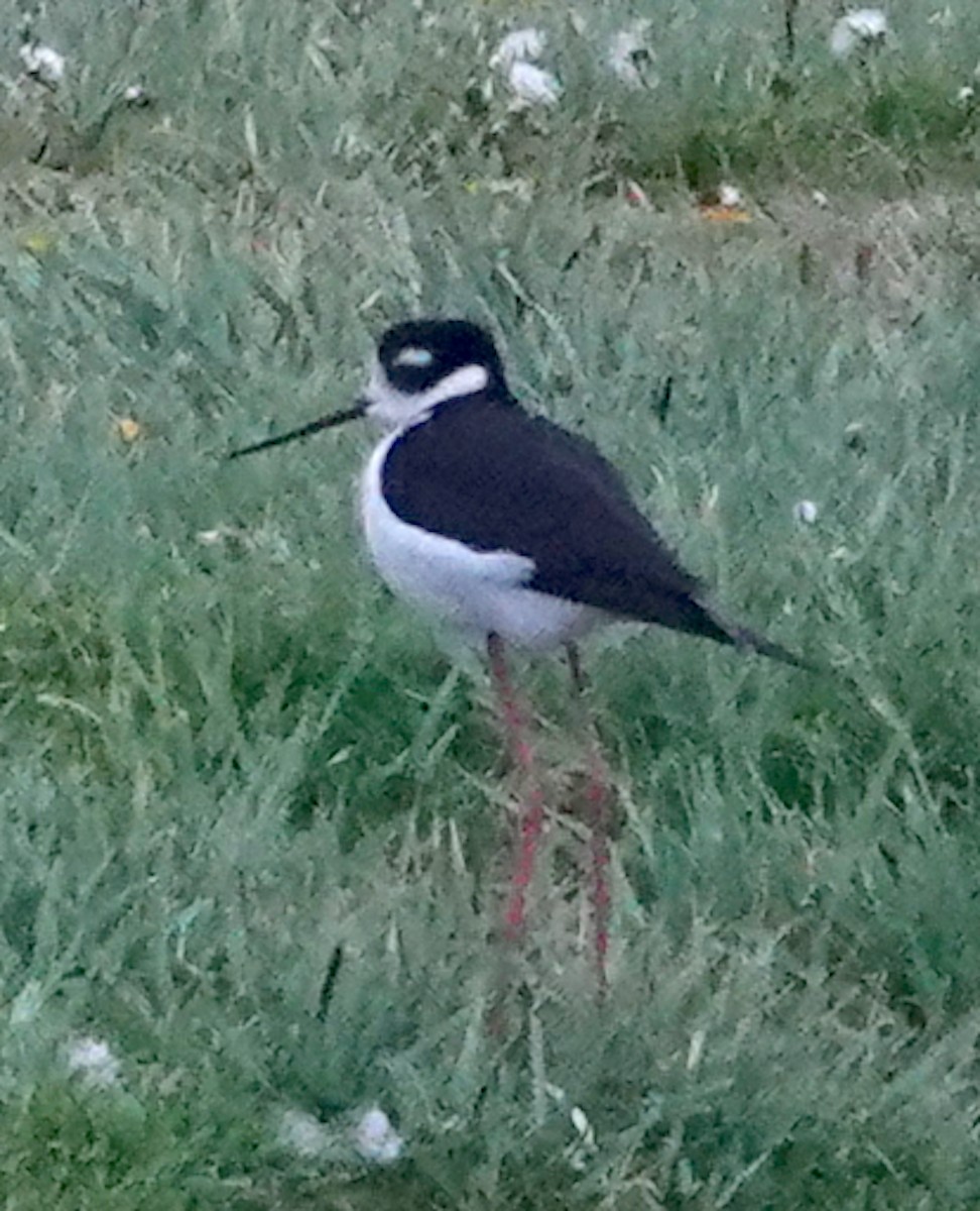 Black-necked Stilt - ML618866372