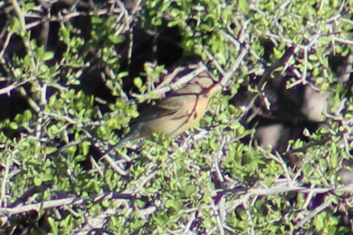 Lazuli Bunting - Adair Bock