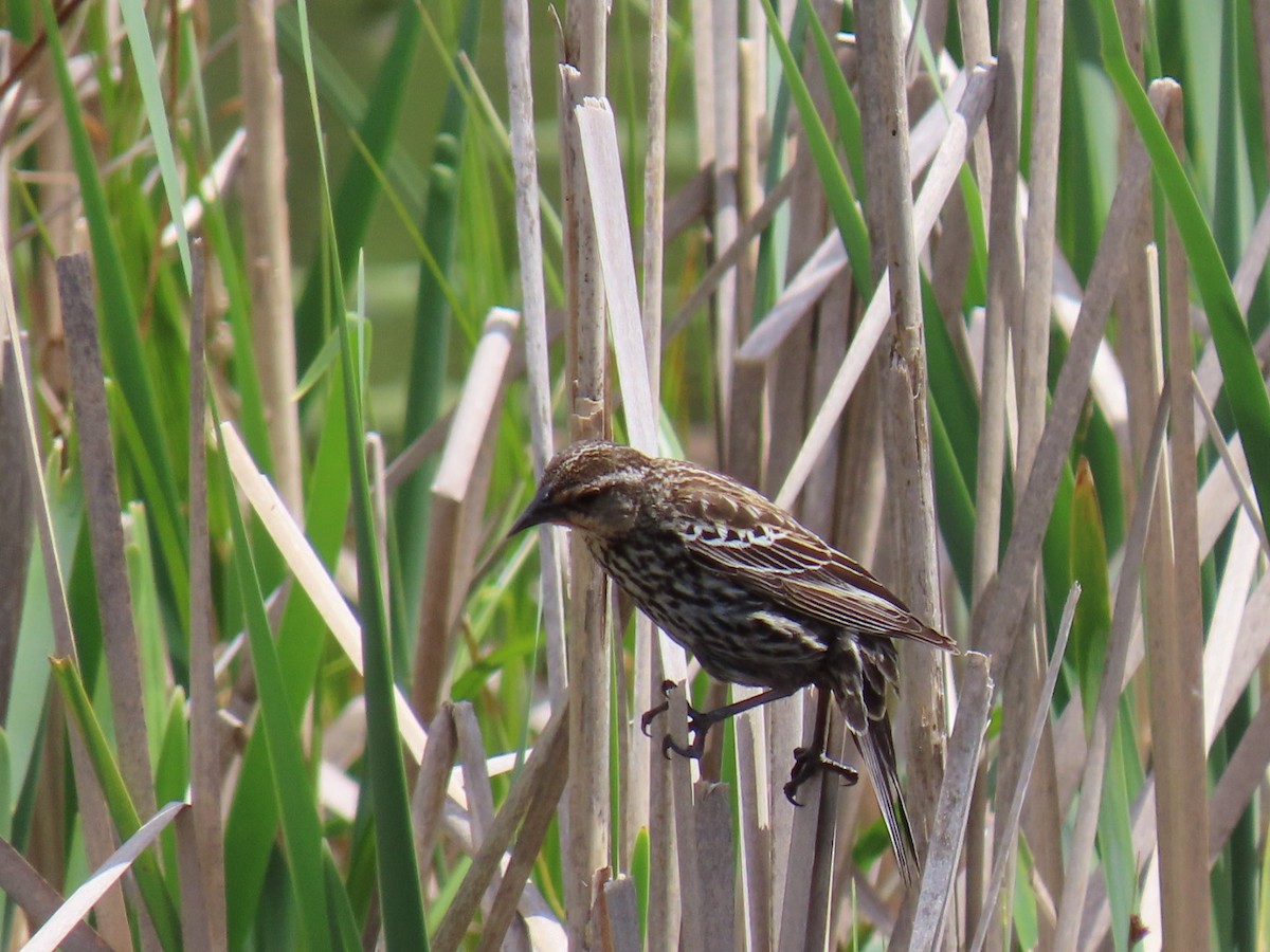 Red-winged Blackbird - Ericka Albright