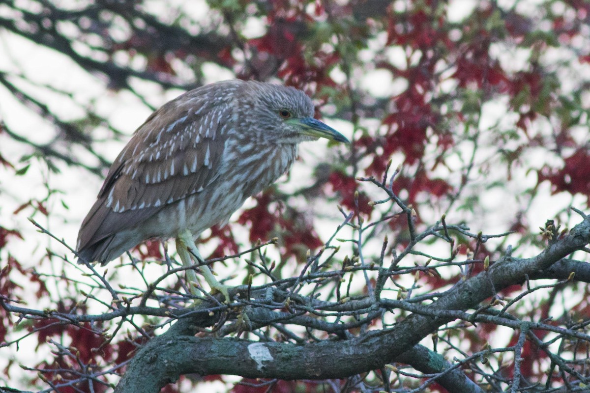 Black-crowned Night Heron - ML618866376