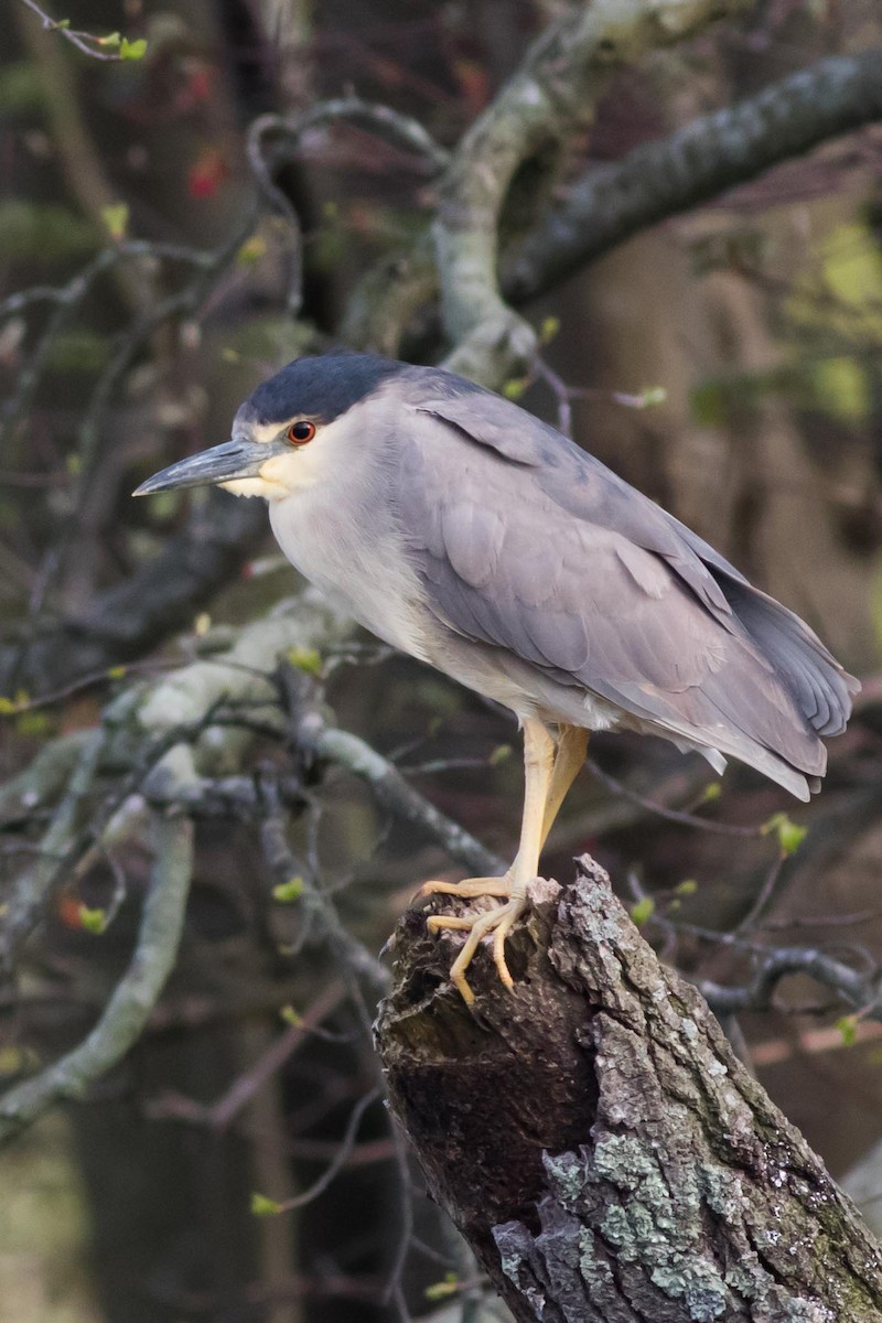 Black-crowned Night Heron - ML618866377