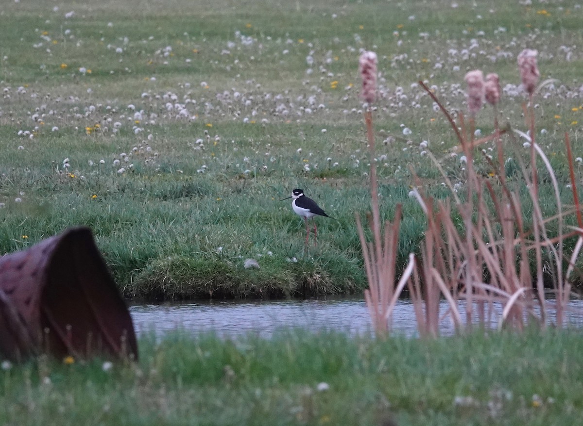 Black-necked Stilt - ML618866378