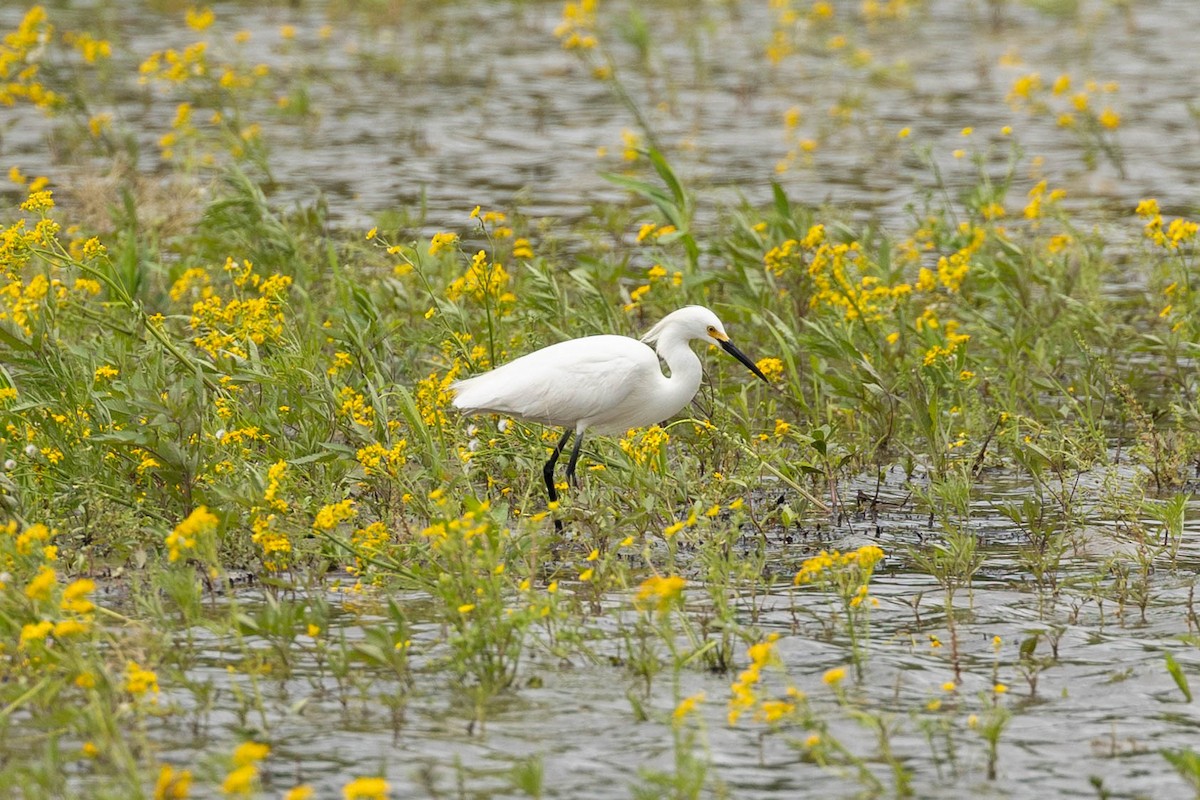 Snowy Egret - Maria Stewart