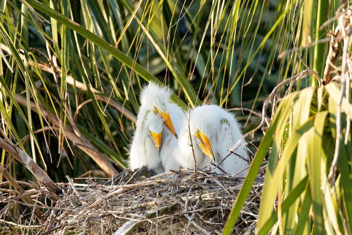 Great Egret - William Clark