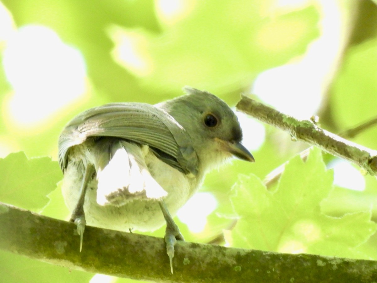 Tufted Titmouse - ML618866414