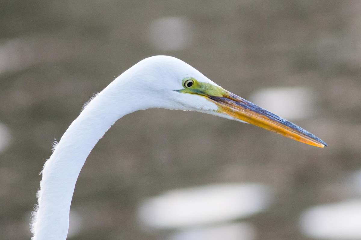 Great Egret - ML618866421