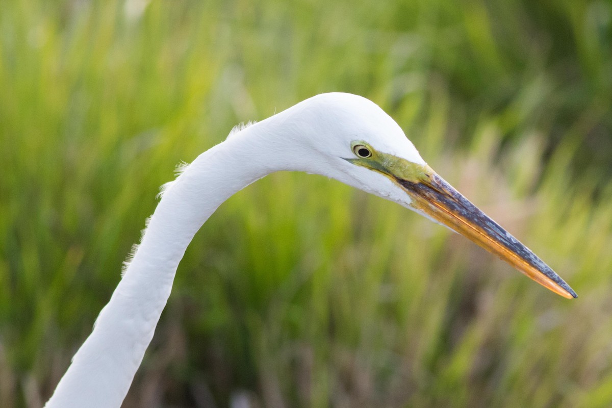 egretthegre - ML618866422