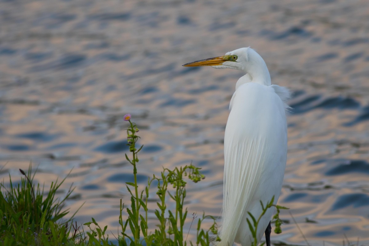 egretthegre - ML618866423