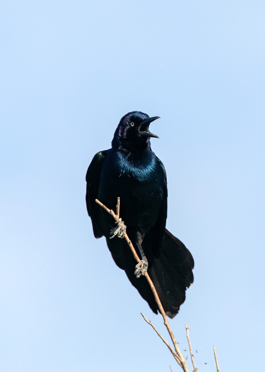 Boat-tailed Grackle - William Clark
