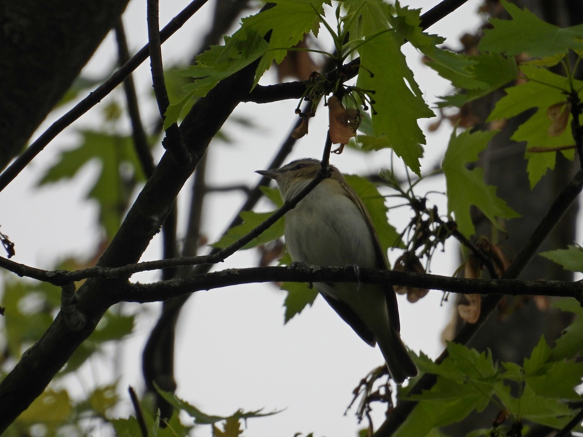 Red-eyed Vireo - Jason Kline