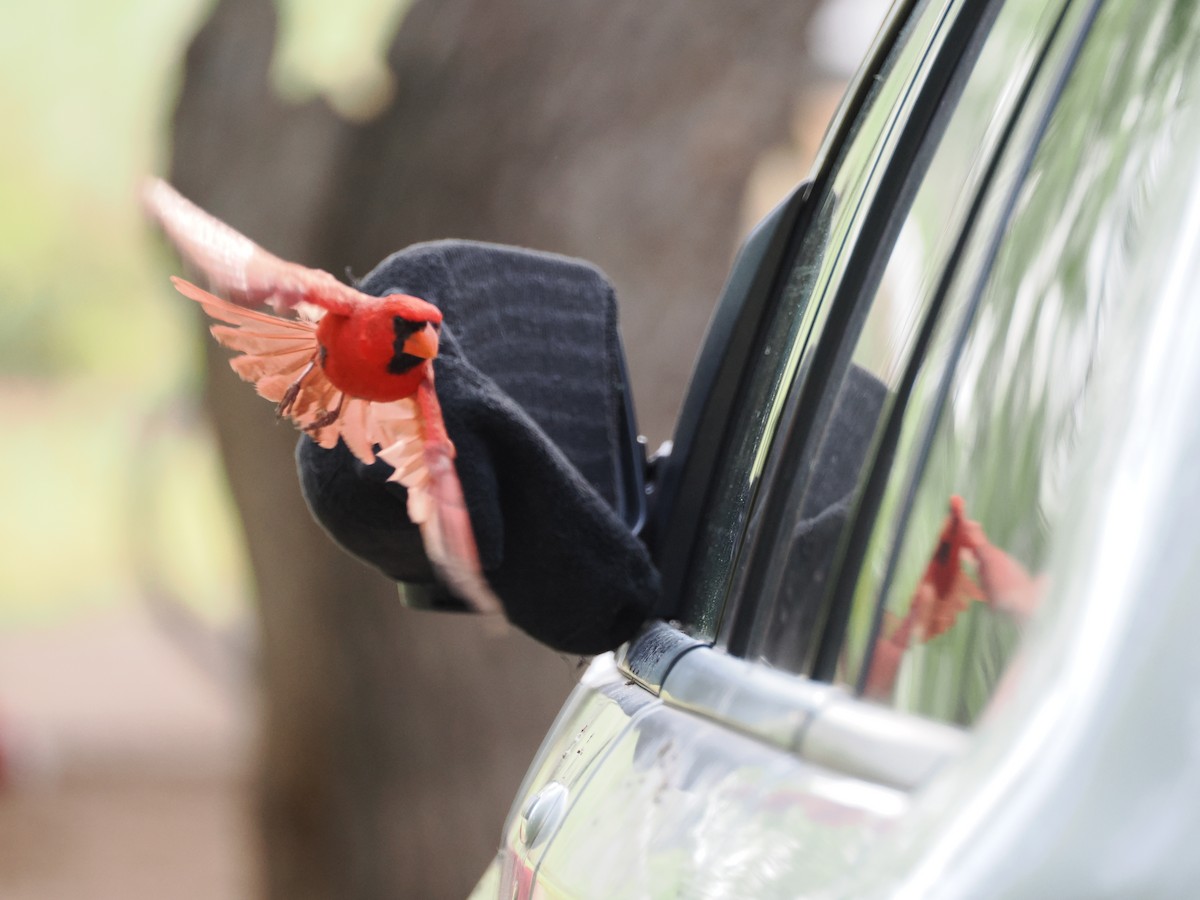 Northern Cardinal - Debra Halter