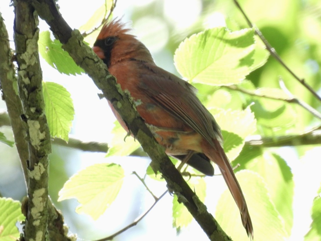 Northern Cardinal - Kathy Pourciau