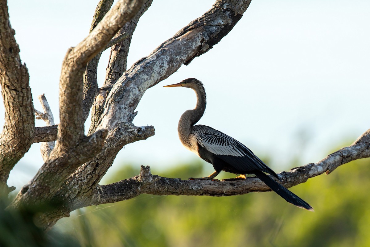 Anhinga - William Clark