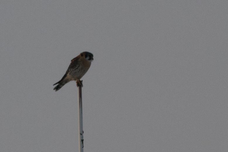 American Kestrel - ML618866438