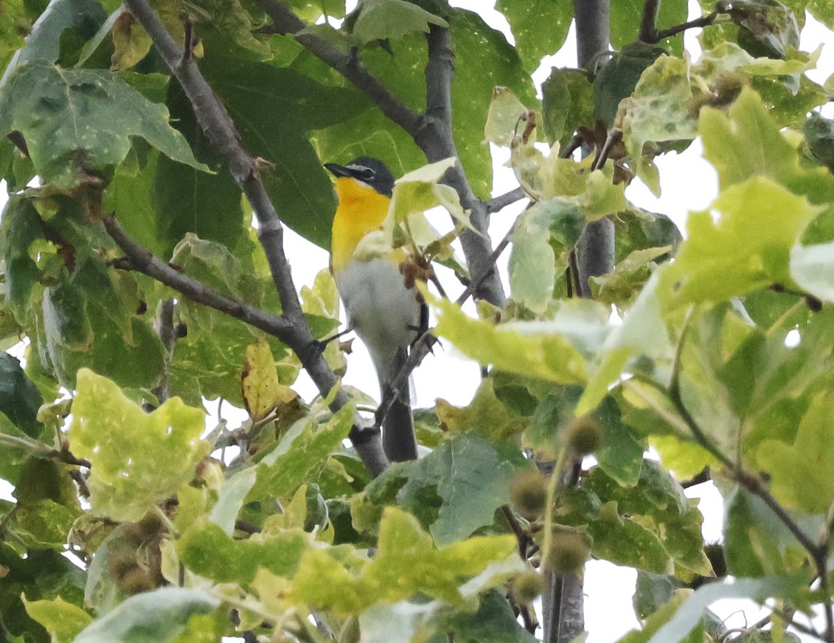 Yellow-breasted Chat - Margaret Brown