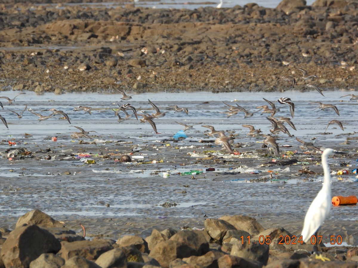 Tibetan Sand-Plover - Prachee J