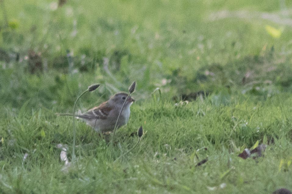 Field Sparrow - ML618866450