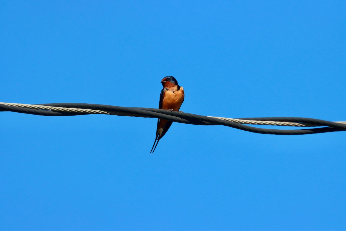 Barn Swallow - Jack Hagan