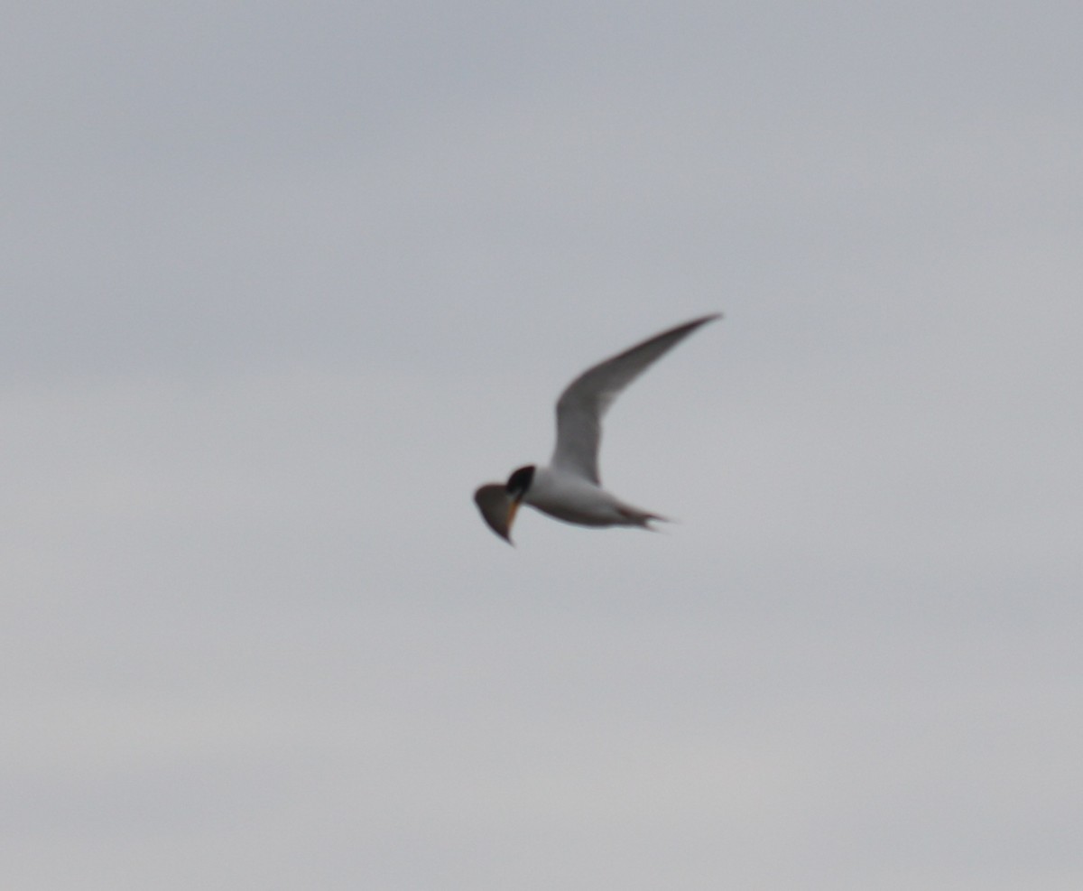 Least Tern - Deb F