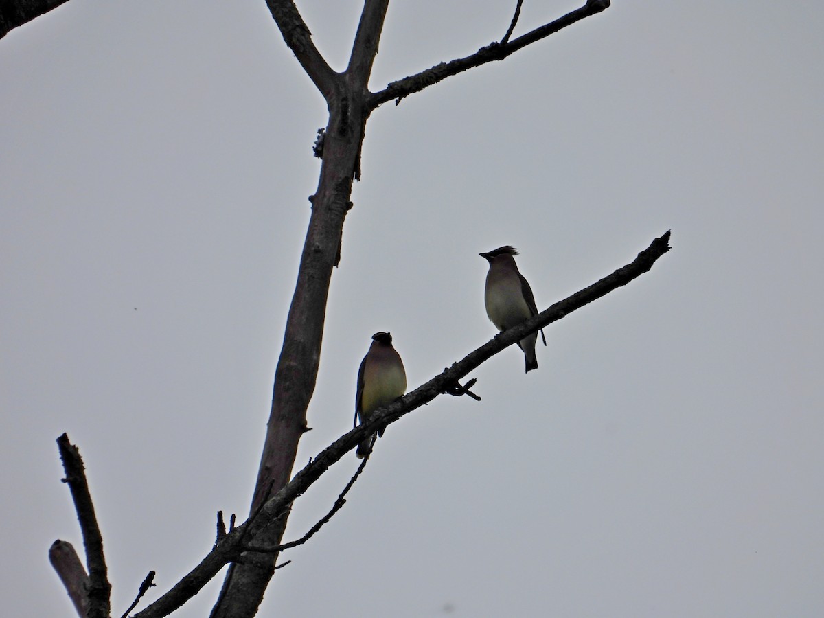 Cedar Waxwing - Jason Kline