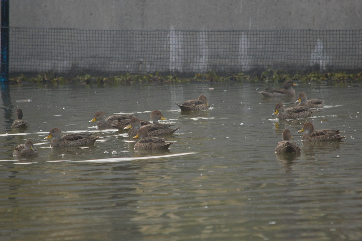 Yellow-billed Pintail - Gabriel Sandon