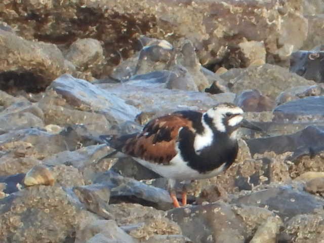 Ruddy Turnstone - Prachee J