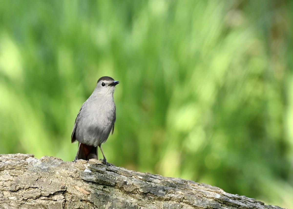 Gray Catbird - ML618866478