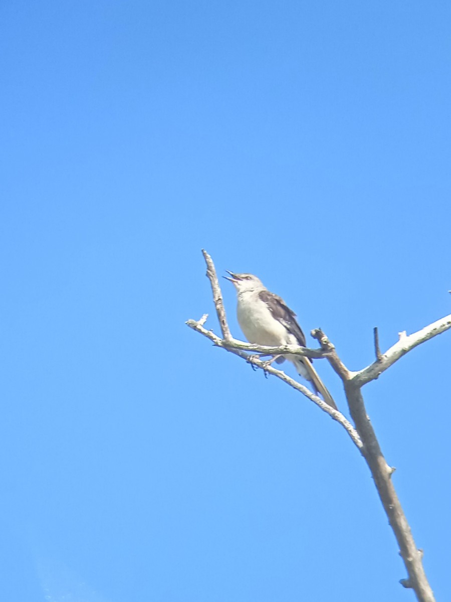 Northern Mockingbird - Vladimir Cañizares