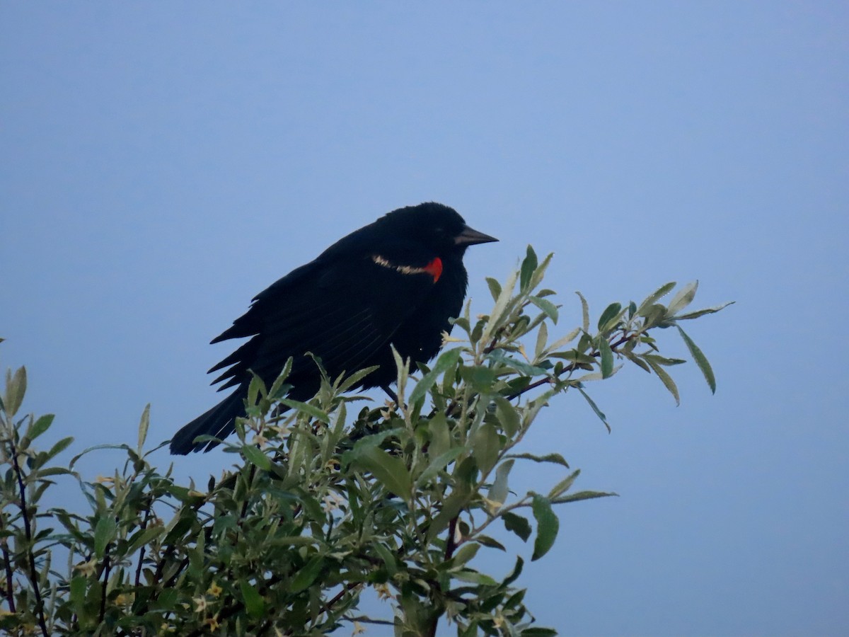 Red-winged Blackbird (Red-winged) - Joseph Pumford