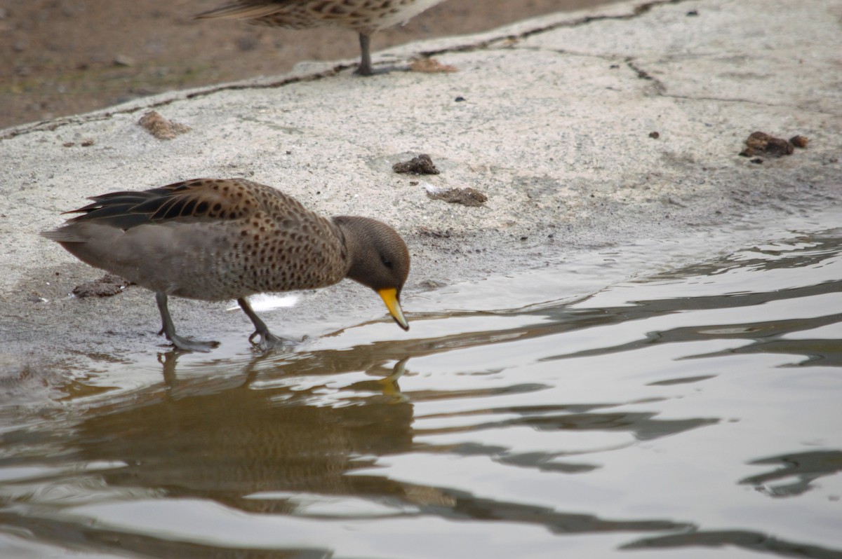 Yellow-billed Teal - Gabriel Sandon