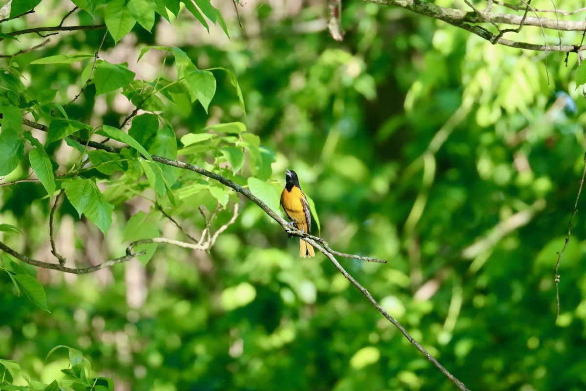 Baltimore Oriole - Jack Hagan