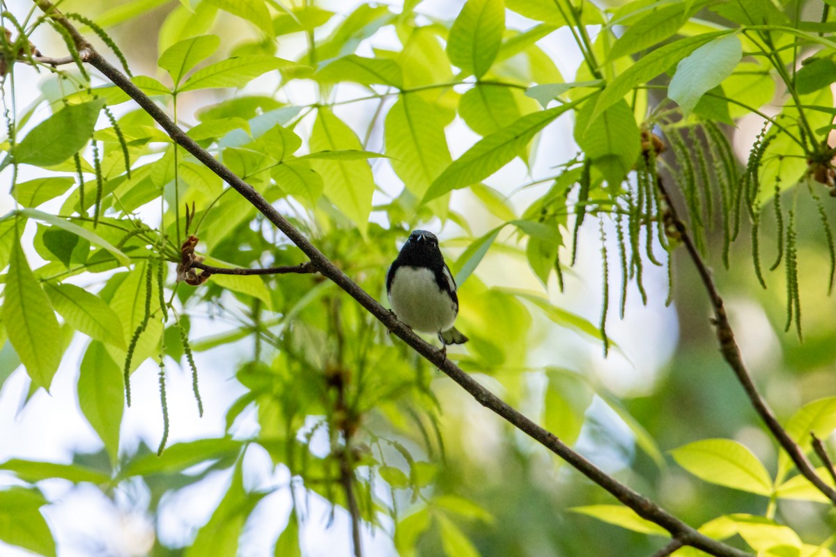 Black-throated Blue Warbler - William Clark