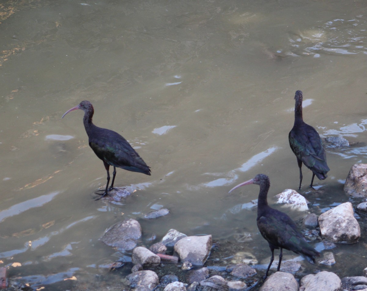 Puna Ibis - Rosario Lopez Merino