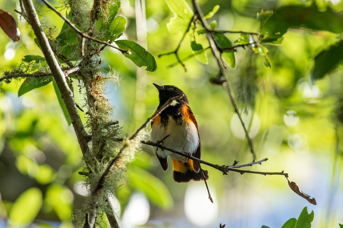 American Redstart - William Clark