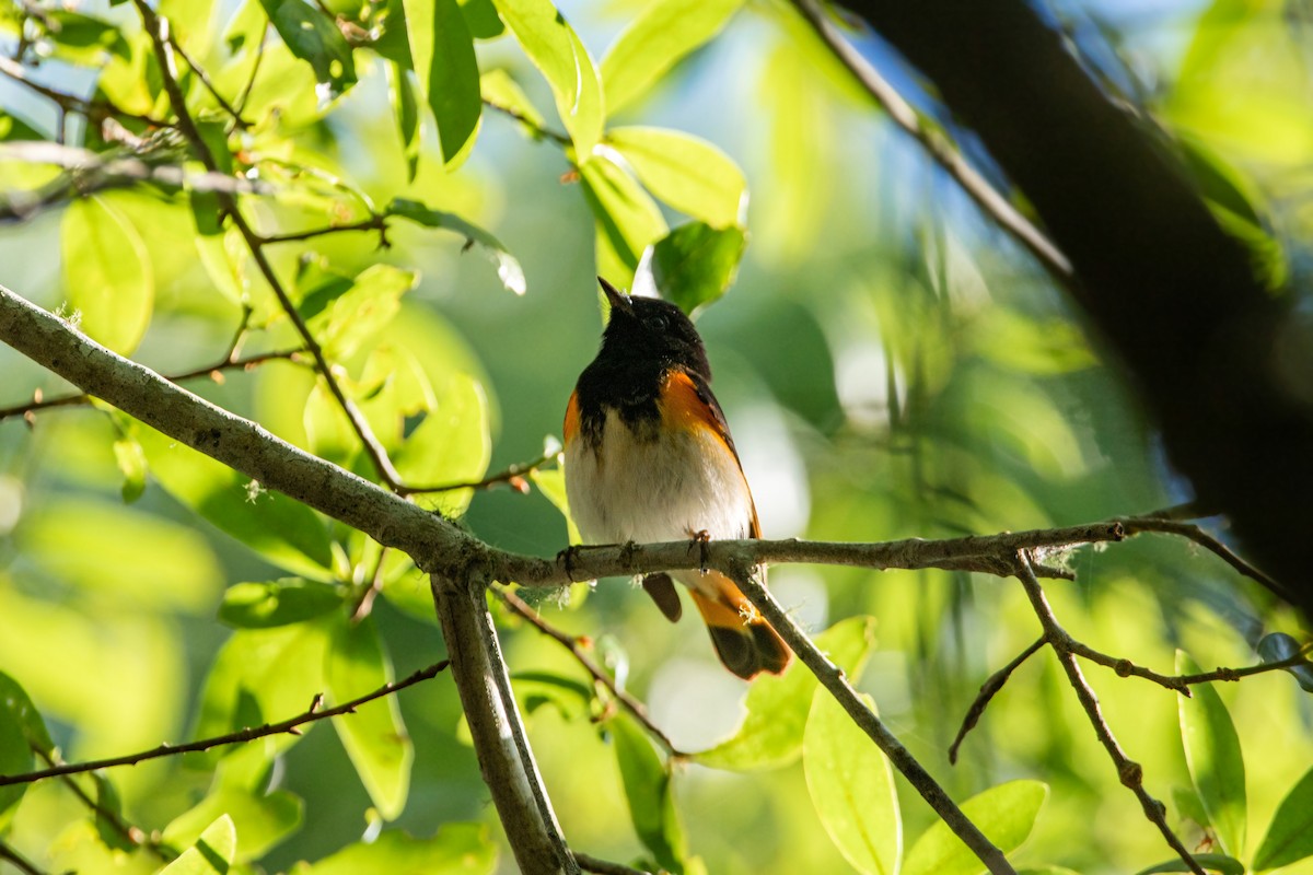 American Redstart - William Clark