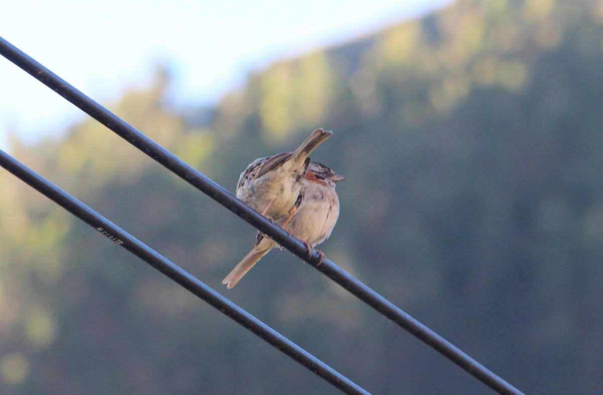 Rufous-collared Sparrow - Rosario Lopez Merino