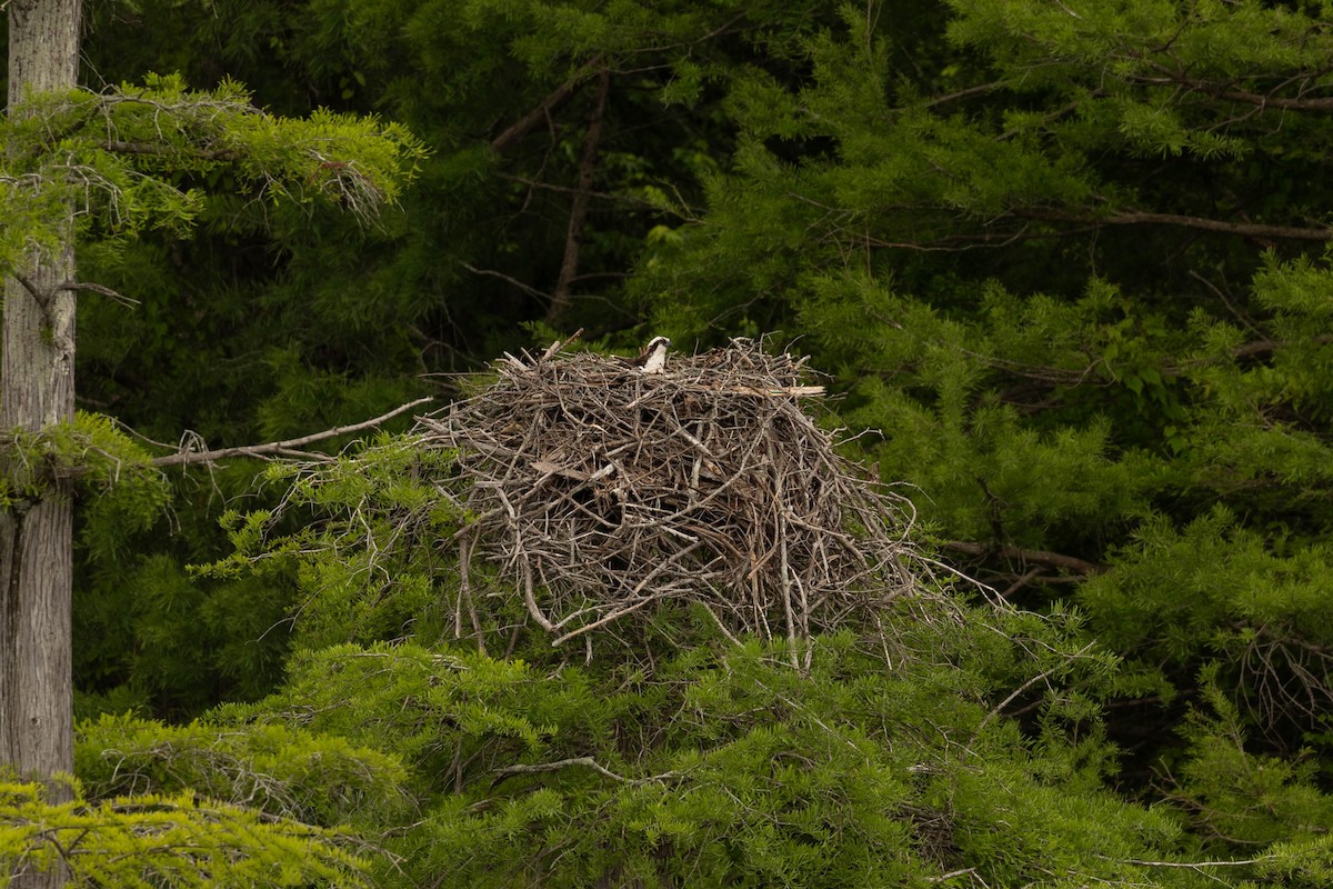 Osprey - ML618866544