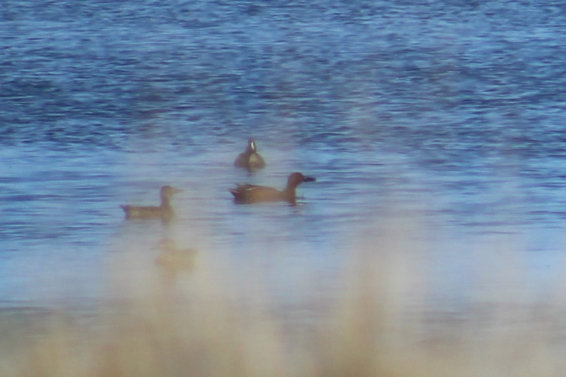 Cinnamon Teal - Adair Bock