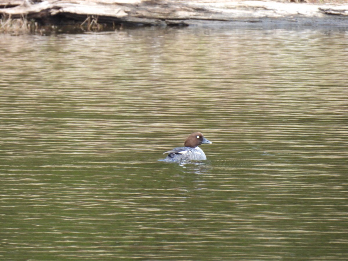 Common Goldeneye - Joe McGill