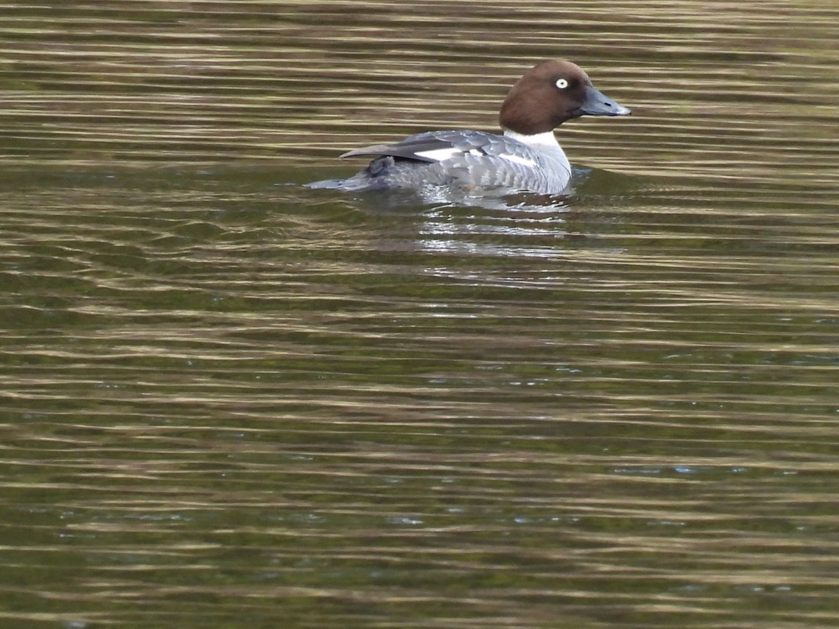 Common Goldeneye - Joe McGill