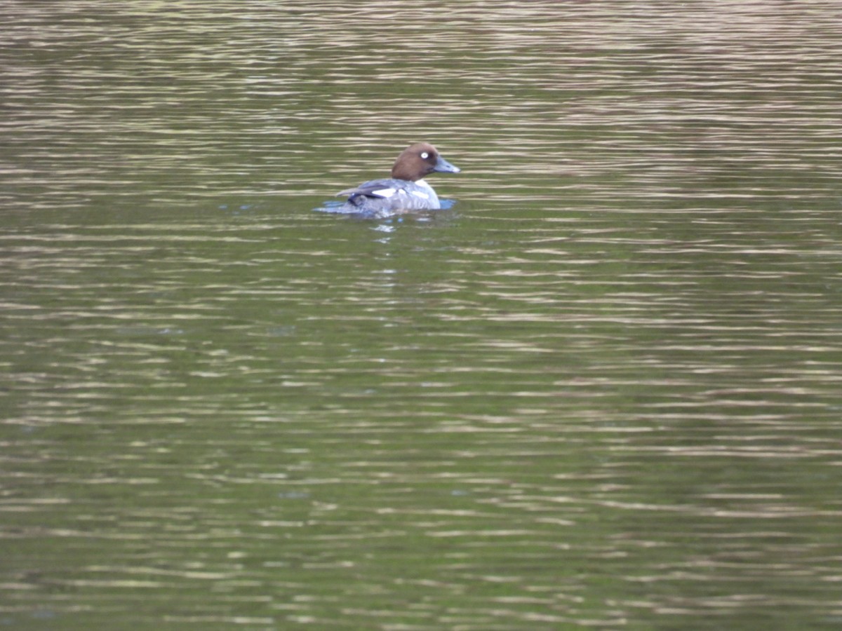 Common Goldeneye - Joe McGill